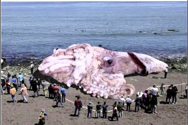 Kraken актуальные зеркала krakentor site