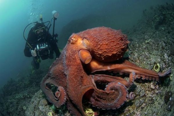 Kraken зеркало даркнет