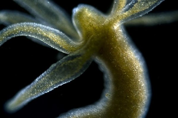 Kraken рынок