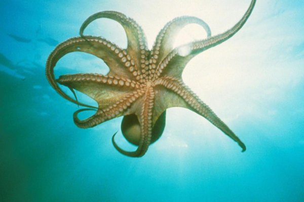 Кракен маркетплейс kraken clear com